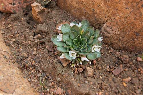 dirt road green succulent plant on brown ground gravel